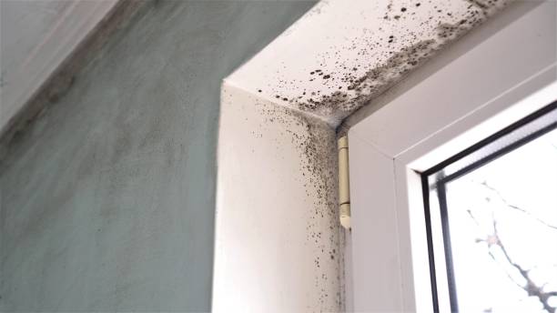 Best Black Mold Removal  in Bear Creek, FL