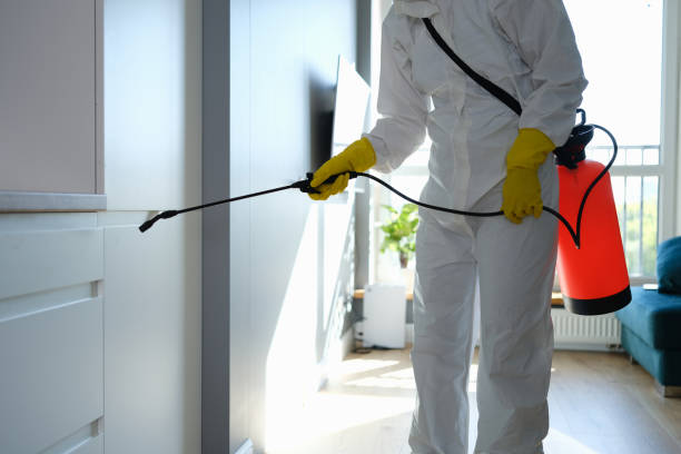 Best Mold Damage Repair  in Bear Creek, FL