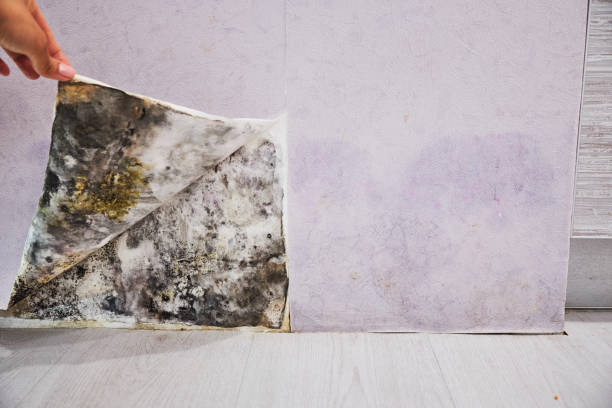 Professional Mold Removal in Bear Creek, FL